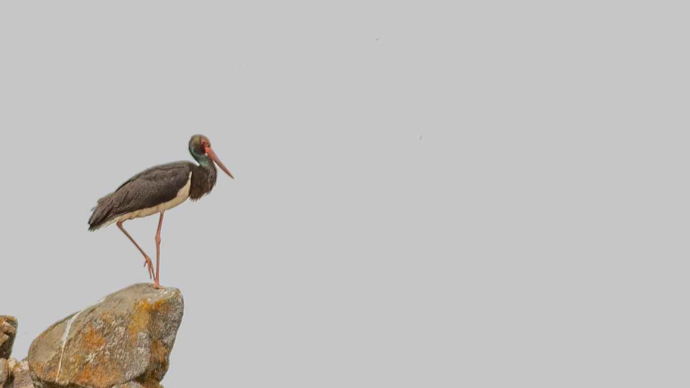Black Stork
